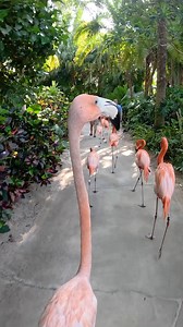 🦩 It’s Pink Flamingo Day at Discovery Cove! Celebrate with our "flamboyance" during their daily stroll or visit them at Flamingo Point. 🌴 | Discovery Cove