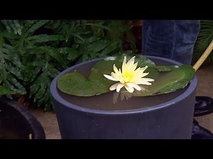 Growing water lilies in containers - Decogarden - Jardinatis
