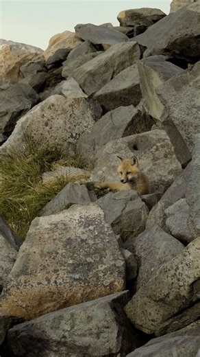 Charles Rose | The sound of a fox cub 🦊 During my trip to Newfoundland, I met a fox cub. In fact, there were 4 of them. Their den was located deep in the... | Instagram