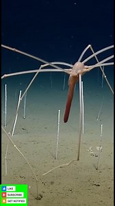 551K views · 10K reactions | Giant Sea Spider strides over the seafloor on ultra-thin legs that actually carry its gut and eggs inside them. #DeepSea #SeaSpider #Pycnogonid #DeepSeaCreatures #WeirdAnimals #OceanSecrets #MarineBiology #SeaFloor #OceanFacts #SeaLife | Deep Ocean World | Facebook