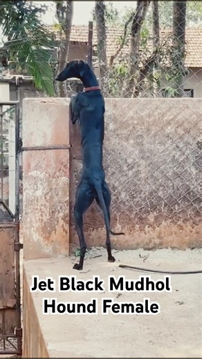 Jet Black Mudhol Hound Female “Heer” | Indian Native Dog Breed