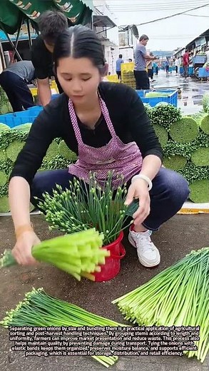 Sorting and Bundling Green Onions by Size for Efficient Handling Practices
