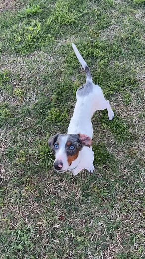 Introducing Milo’s siblings! Meet Bean, Echo, Gator, and Molly! 🥰 Big Miracle Milo uodate coming tonight! #miraclemilo #daschundsoftiktok #daschund #puppiesoftiktok #dogattackawareness #dogattacksurvivor #dollarfordoxies #vet #icu #daschundlove #daschundlover #dogattacks