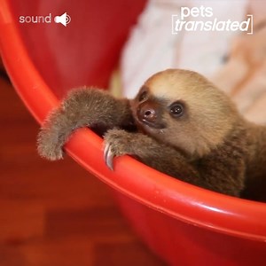 From a confident baby sloth to a bulldog who loves the rain...Enjoy the Best of Pets Translated! | Try Not to Laugh