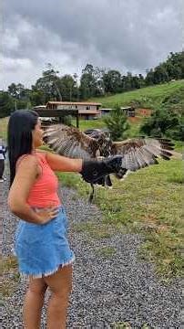 Escola de Falcoaria de Monte Verde