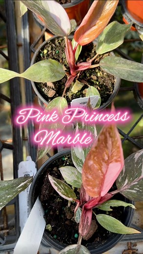 1.9K views · 34 reactions | Philodendron Pink Princess is an elegant...