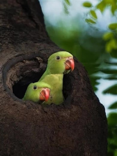 “This Tiny Bird Family Will Melt Your Heart in 5 Seconds 🐦💚” (Short, emotional, curiosity-driven, global English)Two tiny parrot chicks peek out from their tree home for the first time — and it’s pure magic. 🐦💚 Moments like this remind us how beautiful and fragile wildlife truly is. Their innocent eyes, soft movements, and quiet bond with nature create a feeling words can’t explain. 🌿 If this made you smile, like ❤️, share 🔁, and follow for more real wildlife moments. Let nature slow you d