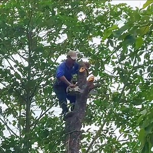 46K views · 331 reactions | The best skill cutting down tree | Making Video | Facebook