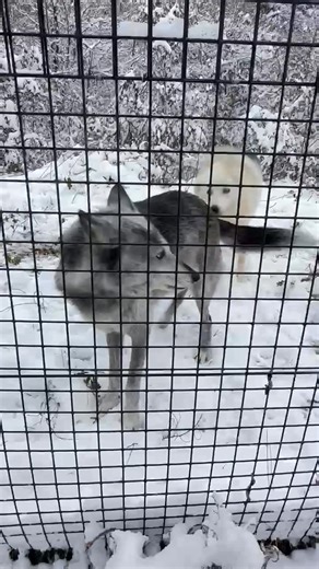 3.5K views · 153 reactions | WHEN SHE FINDS POODLE HAIR ON YOUR COLLAR: #DatBitch | Paul Strasser | Facebook