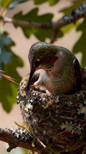 This Tiny Bird Builds a Nest Smaller Than Your Thumb! 🐦✨