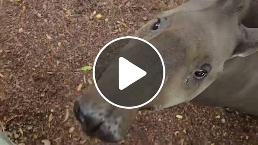 All About Tapir Animals facts - Size, Species, and More! - NewsBreak