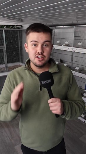 1K views · 193 reactions | The Avian Draw raffle is now LIVE! ‍⬛️ Over 50 different prizes to be won of many different cage & aviary birds including Budgerigars, Canaries and British Birds! WWW.AVIANDRAW.WIN | OC Aviary | Facebook