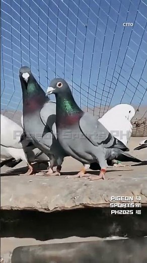 Racing pigeons 1 #pigeon #birds #kalapati #kabootar #racingpigeon #kabutar #pigeons