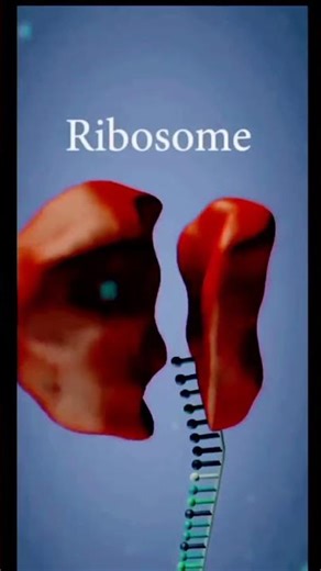 DNA🧬transcription & translation/3D animation/Class12#shorts#translation#transcription#makeyourgrade