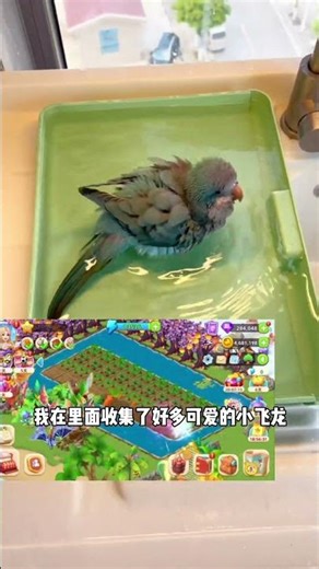 养鸟一时，用鸟千日 #飞龙岛历险记 #鹦鹉 #动物#萌宠#animals#cute#funny#pets