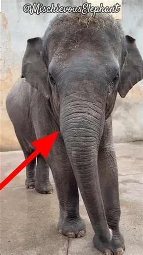 How an elephant eats a watermelon 🍉 🐘