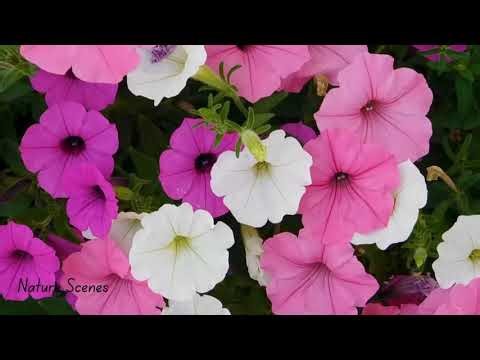 Nature Scenes Relaxing Scenes