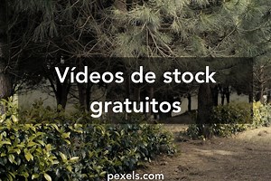 Los mejores 700+ vídeos de Pixabay · Banco de Imágenes Gratis · Vídeos de archivo de Pexels