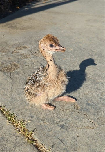 Primera vez usando zancos con un avestruz