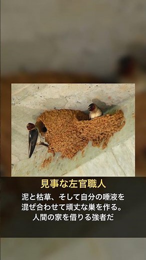 ツバメの巣作りの秘密 #shorts #動物 #春