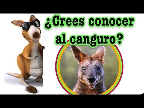 EL CANGURO 🦘 | Videos educativos para niños |Documentales para niños| los animales