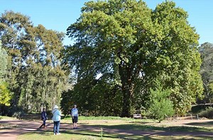 9 Types Of Oak Trees In Australia - ProGardenTips
