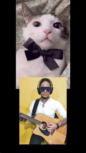 27K views · 933 reactions | Cat song  Cat music❤️ #cats #pets #gatos #musica #atilakw #remix | AtilaKw | Facebook