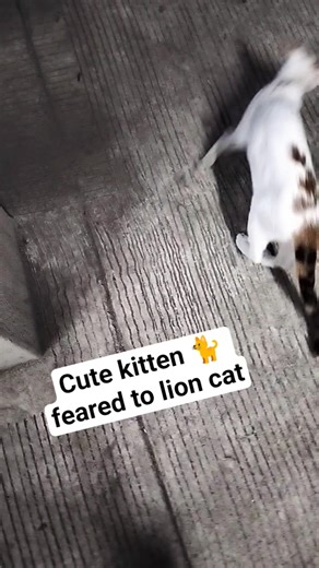 When the cute kitten met the lion cat. she ran faster than light! 🐱#cutekitten#lioncat#scared #viral