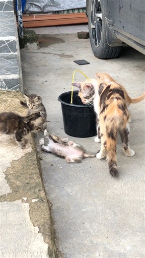 Cute Cats 4 Siblings #cats #meow #cute #cats #home #kittens