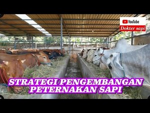 8 Strategi Pengembangan Peternakan Sapi di Indonesia