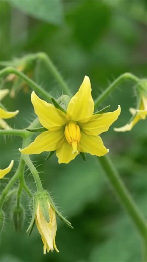 Tomato Growing Process: From Seed to Harvest