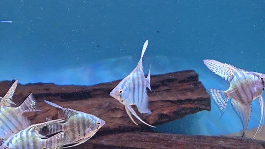 Pinoy Angelfish, give them a little time and these turn into stunners!! | Pier Aquatics