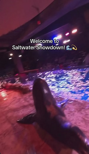 30K views · 487 reactions | A POV filled with flippers, facts, and friendly competition in our all-new sea lion presentation - Saltwater Showdown! 磊  Join the live audience for an immersive experience to learn more about our California sea lions on your next visit. *Dolphin and sea lion presentations are included with your general admission tickets. | Georgia Aquarium | Facebook