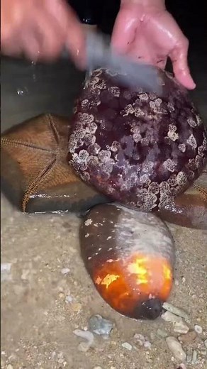 Rare Ocean Finds! Sea Star & Sea Cucumber Catch 🌊 #MarineLife