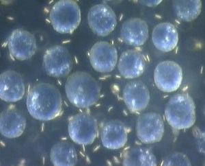 Researchers Demo 'Nanomotors' in Living Cells