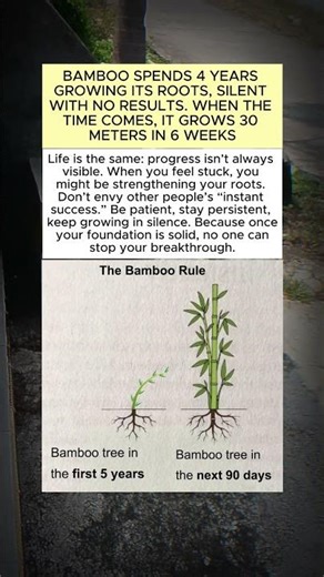The Bamboo Tree Lesson That Will Change Your Life Forever