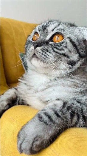 CALM CAT MUSIK | 4 #CalmCatMusic26 #CalmCatMusic26 #DeepSleep #relaxingambience