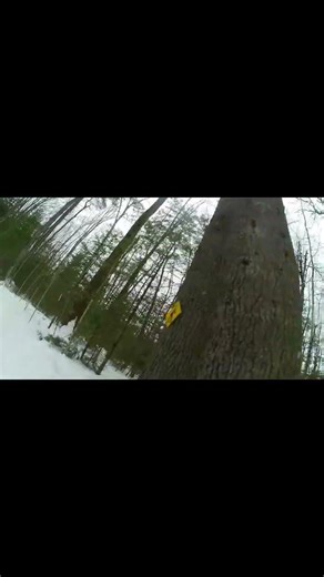 fast sledding #snow #tree #sledding #crazy #fast #fun