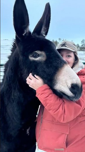The Bizarre Sizes of Donkeys Explained | Fun Facts & Training Tip