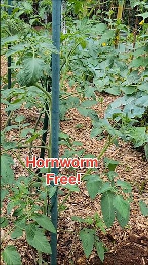 Protect Your Tomatoes with This Hack!