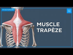 Muscle trapèze - Anatomie Rapide | Kenhub