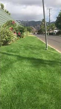 Hawaiian Turfgrass- Zeon Zoysia home lawn Hawaii Kai