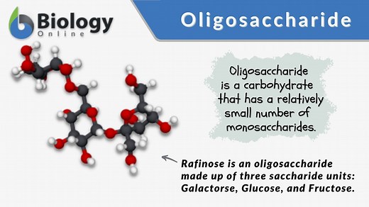 Oligosaccharide - Definition and Examples - Biology Online Dictionary