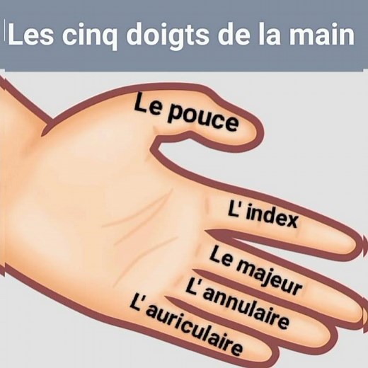Vocabulaire français en images : Les noms des doigts de la main./