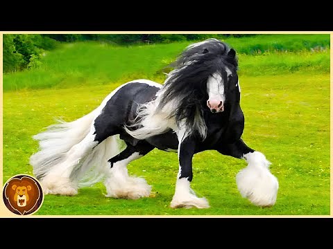 The 10 most beautiful horse breeds in the world