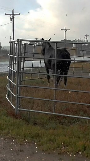 286K views · 4.5K reactions | Hail No! When animals battle EXTREME weather  #Hail #Animals #ExtremeWeather #Hailstorm | Storm Chaser Jaden Pappenheim | Facebook