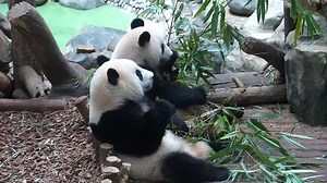Double cuteness! Panda cub eating bamboo with its mom in such a perfect sync. (Xiao Yatou) #panda #HiPanda #ChengduPandaBase #PandaFun For more panda information, please check out: https://en.ipanda.com | iPanda