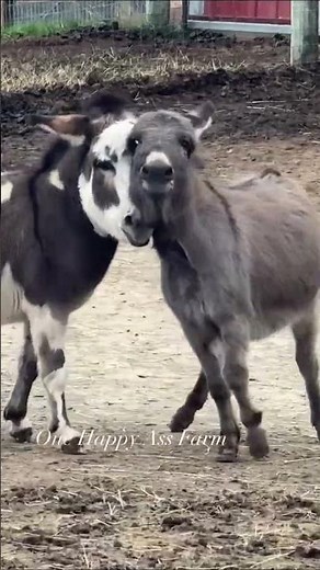 Now girls #shorts #onehappyassfarm #farmlife #donkey