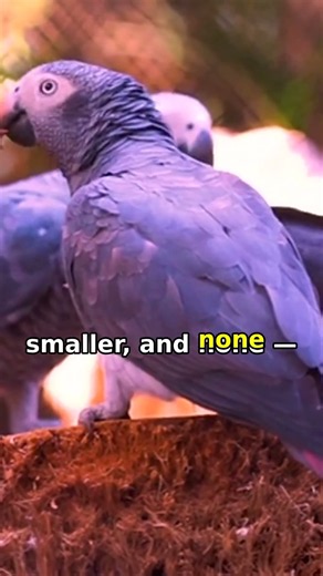 Alex the Parrot Asked His Final Question
