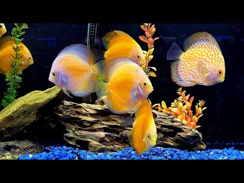 🐟Variety of Beautiful Yellow Discus🐟